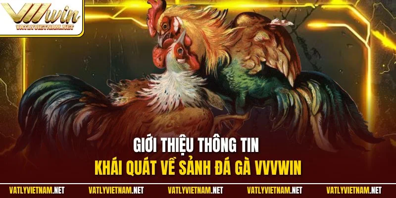 Giới thiệu thông tin khái quát về sảnh đá gà VVVWIN